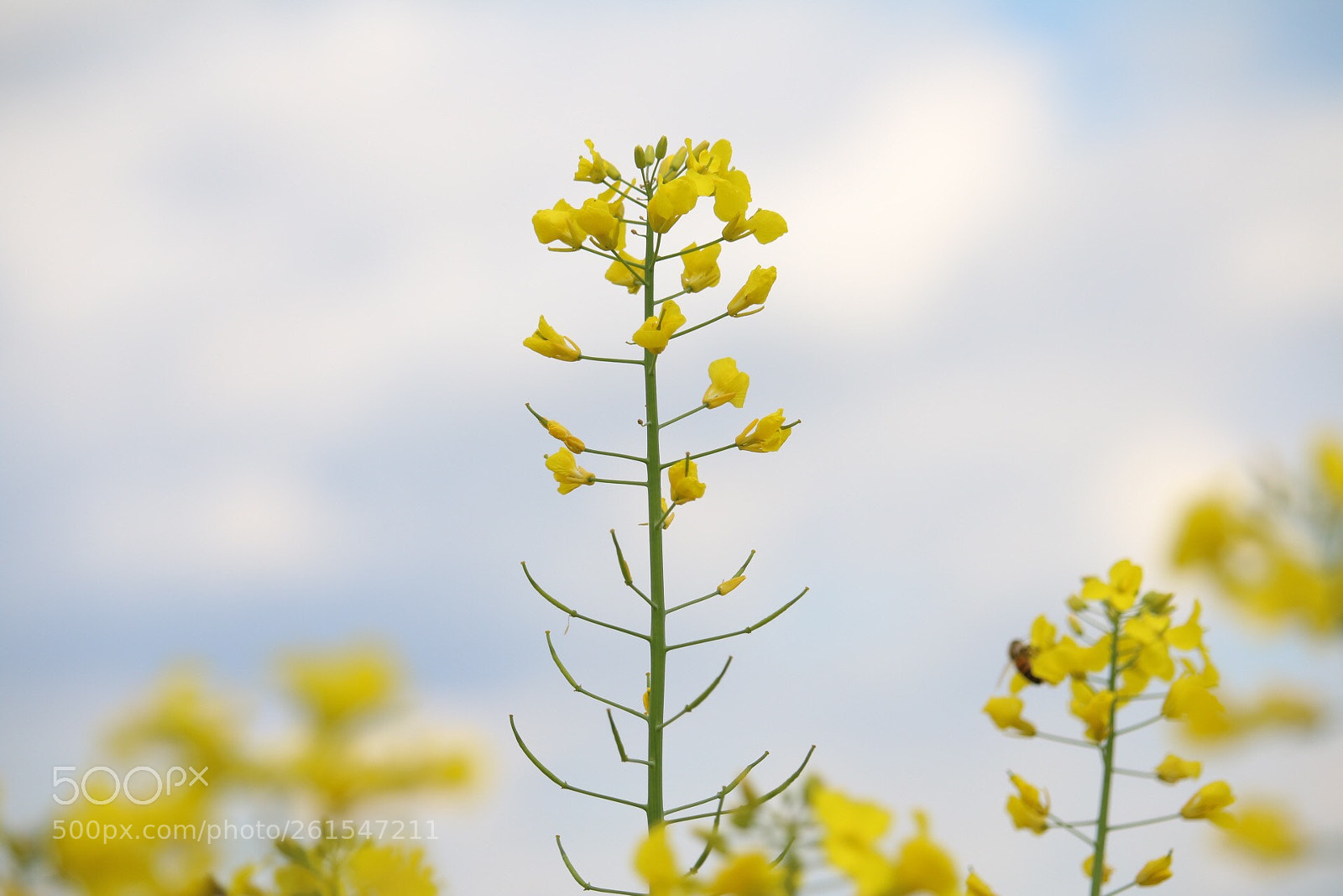 Canon EOS 70D sample photo. Untitled photography