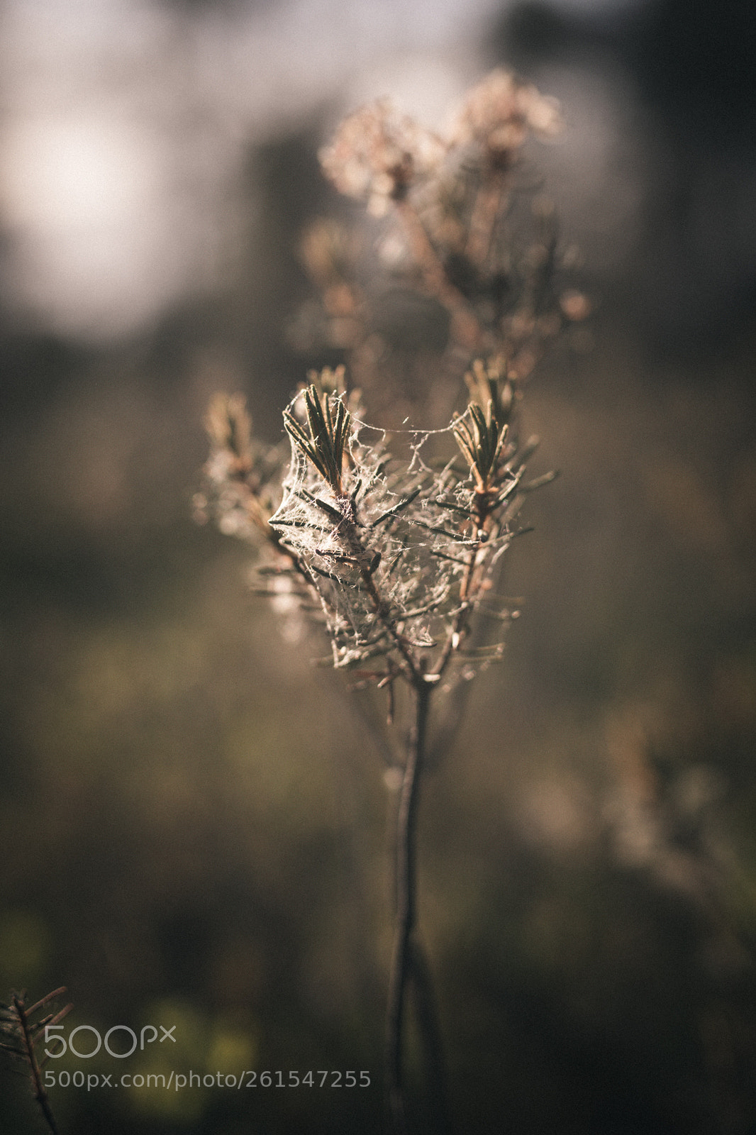 Canon EOS 5D Mark IV sample photo. The spider makes it photography
