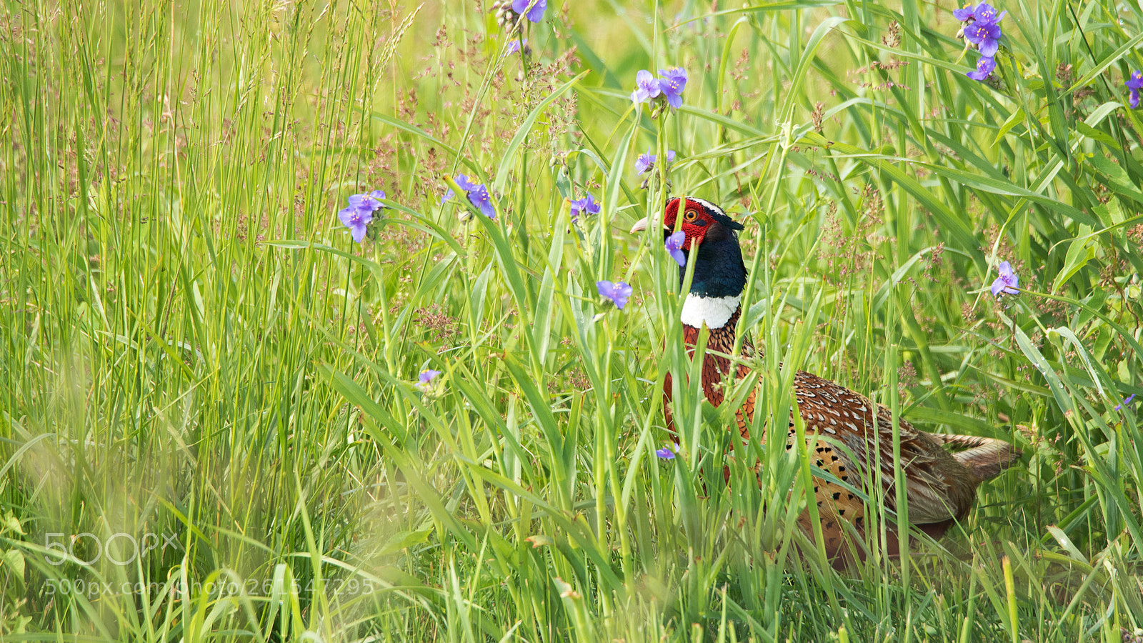 Nikon D750 sample photo. Ring-necked pheasant photography