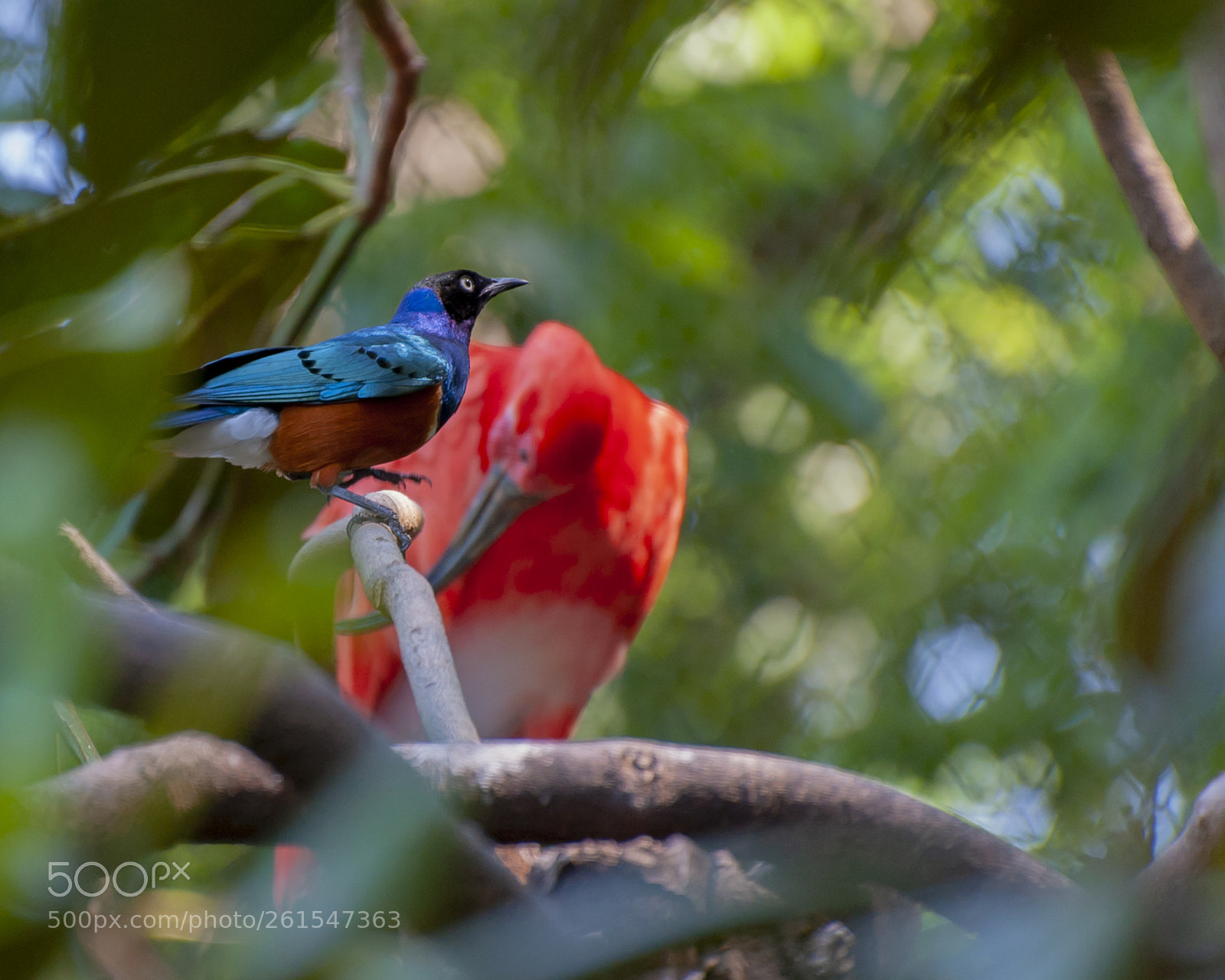 Nikon D700 sample photo. Bird photography