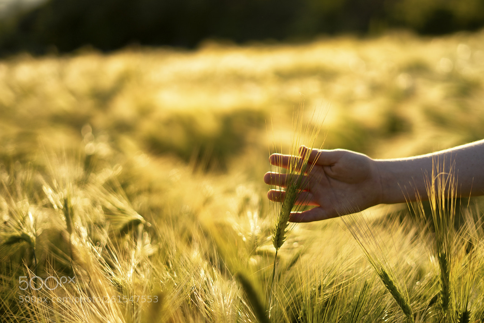 Sony a7 II sample photo. Fields of gold photography