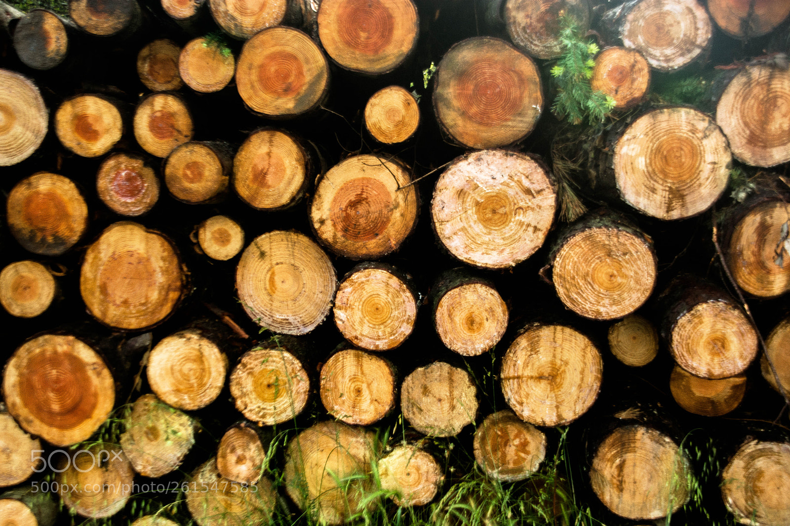 Nikon D7100 sample photo. Well placed wood photography