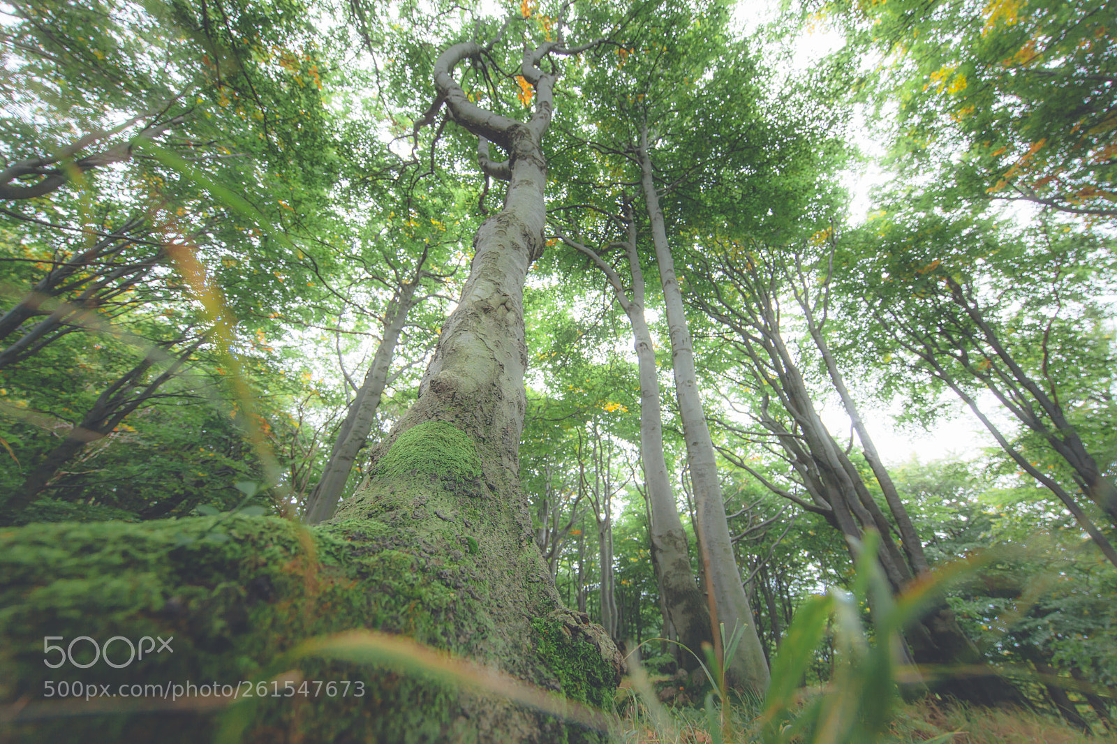 Canon EOS 5D Mark II sample photo. Healing green energy photography
