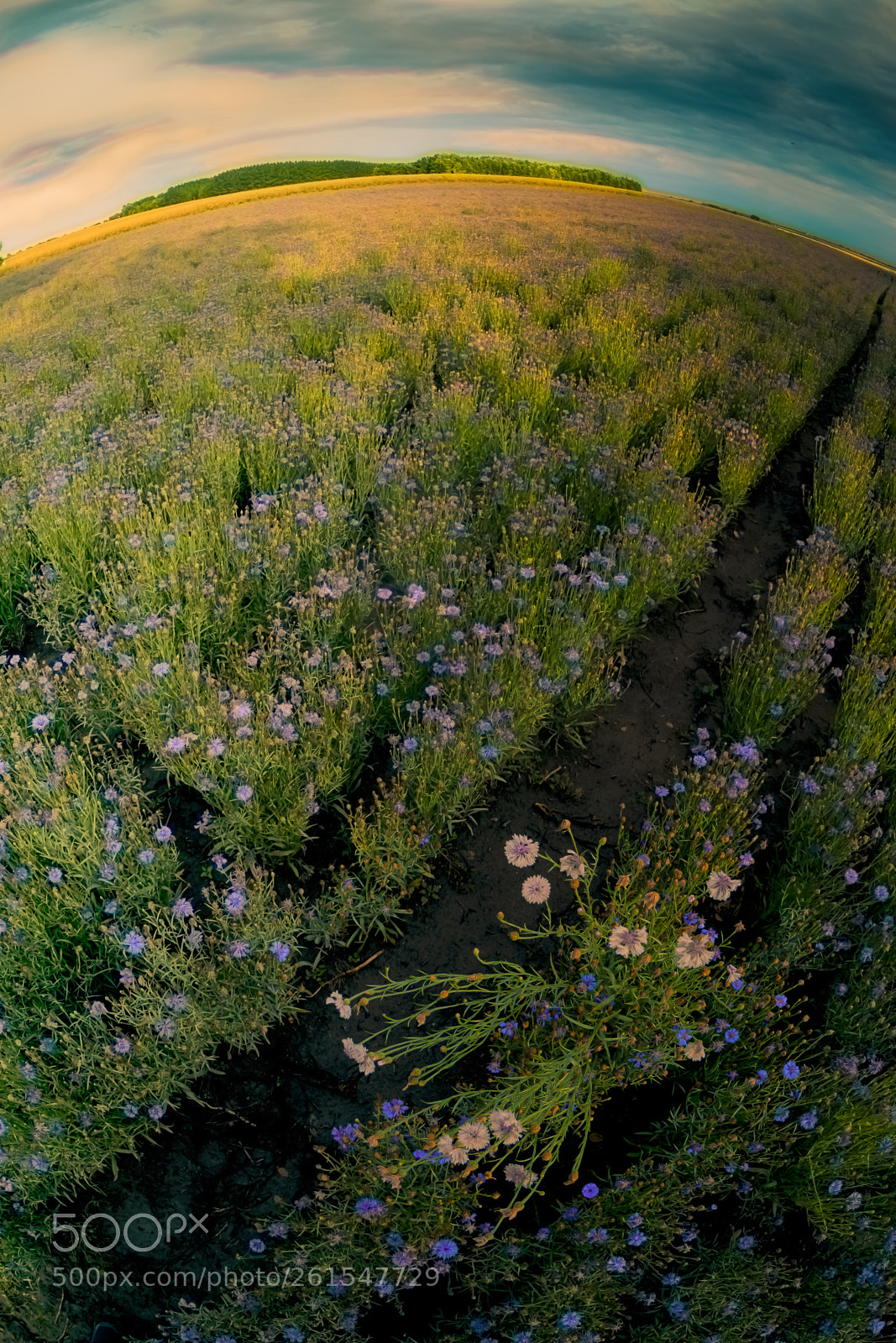 Nikon D610 sample photo. Field of flowers photography
