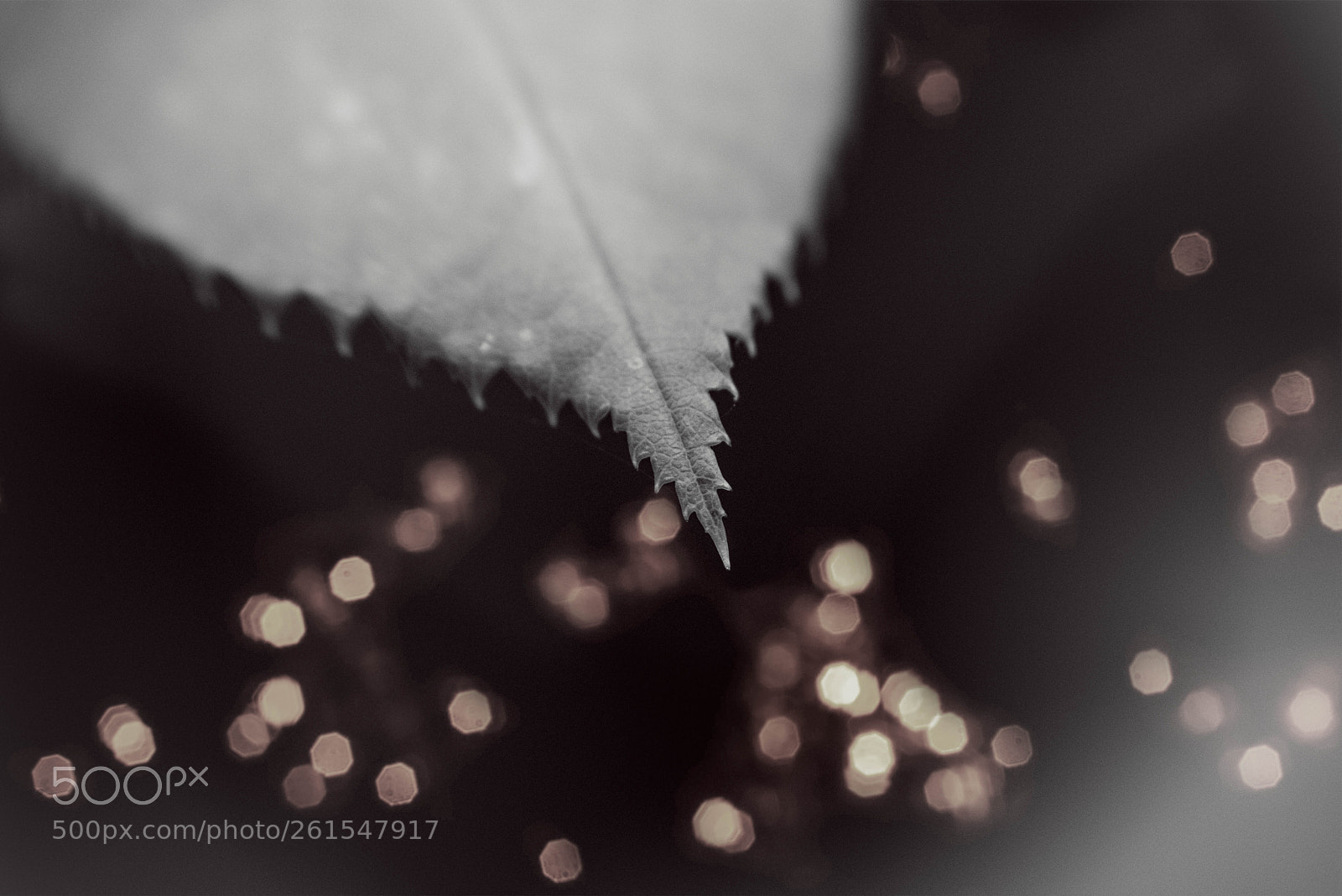 Nikon D800E sample photo. Simplicity  photography