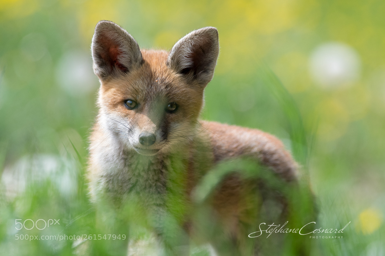 Nikon D500 sample photo. Portrait through the grass photography