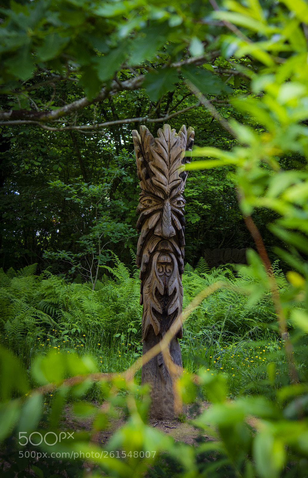 Nikon D7200 sample photo. Forest guardian photography