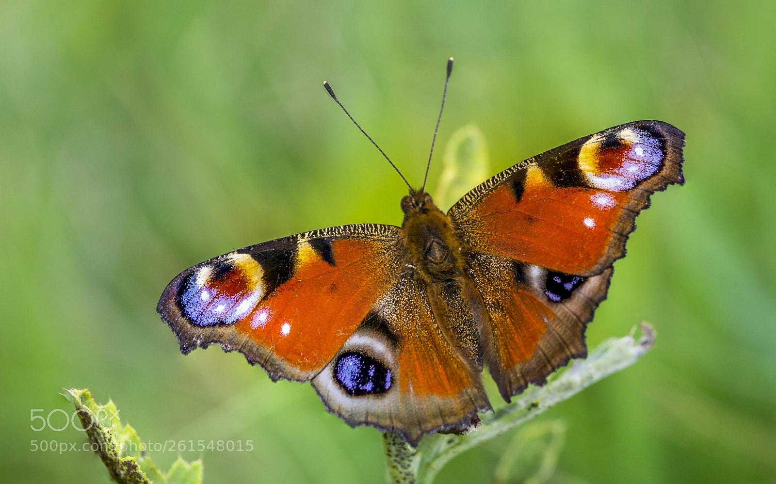 Sony a6000 sample photo. Butterfly 37 photography