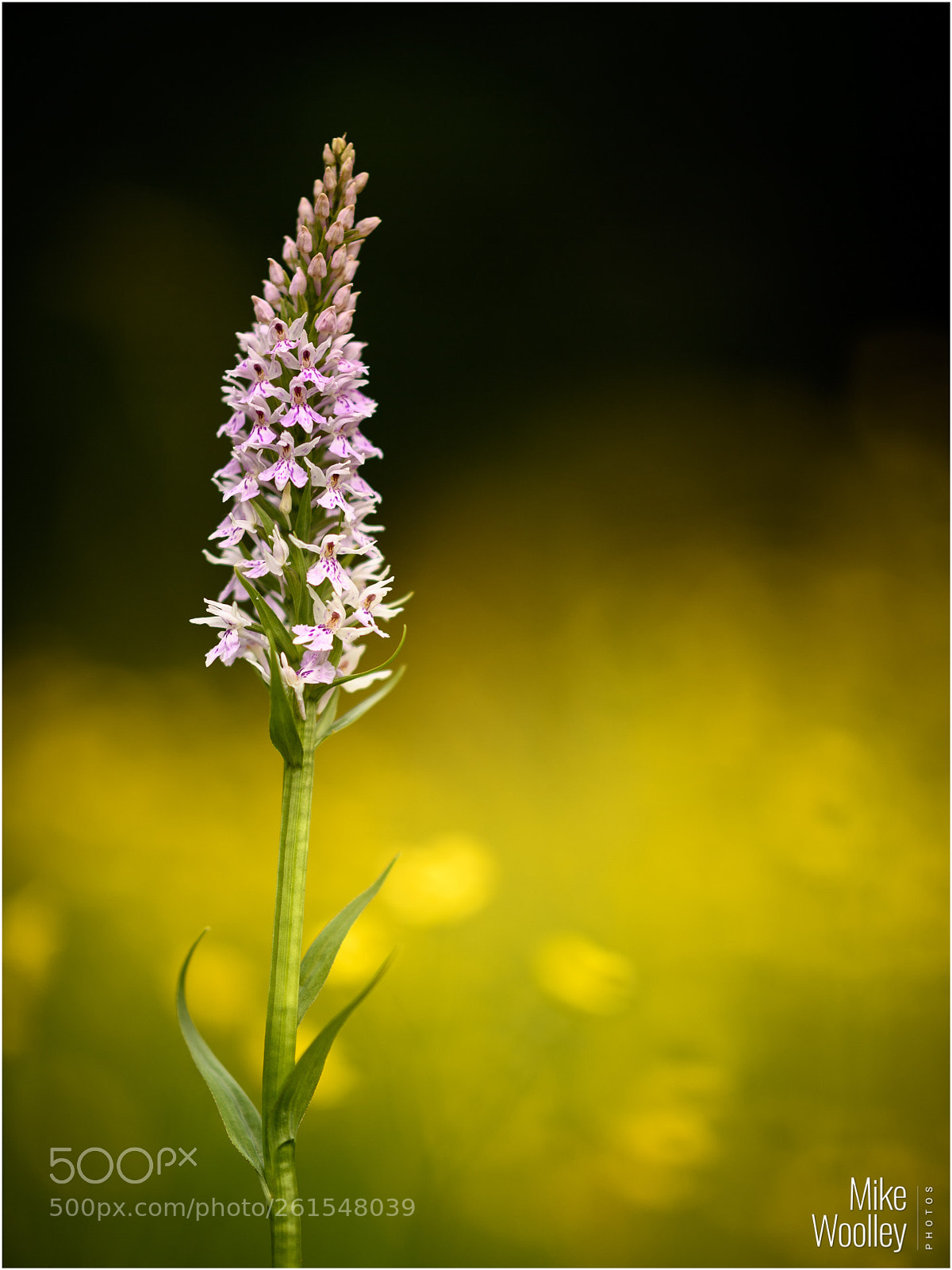 Nikon D5 sample photo. Wild orchid photography