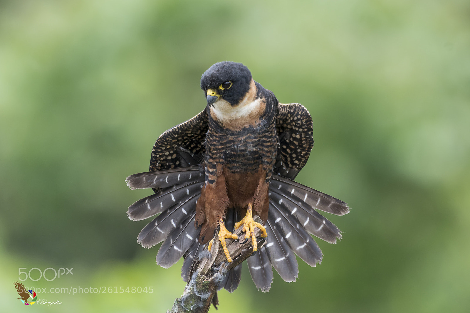 Nikon D500 sample photo. Bat falcon photography