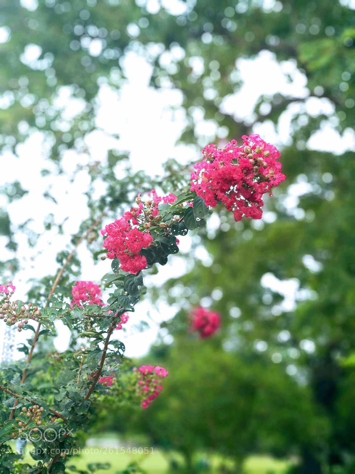 Xiaomi Mi A1 sample photo. Untitled photography