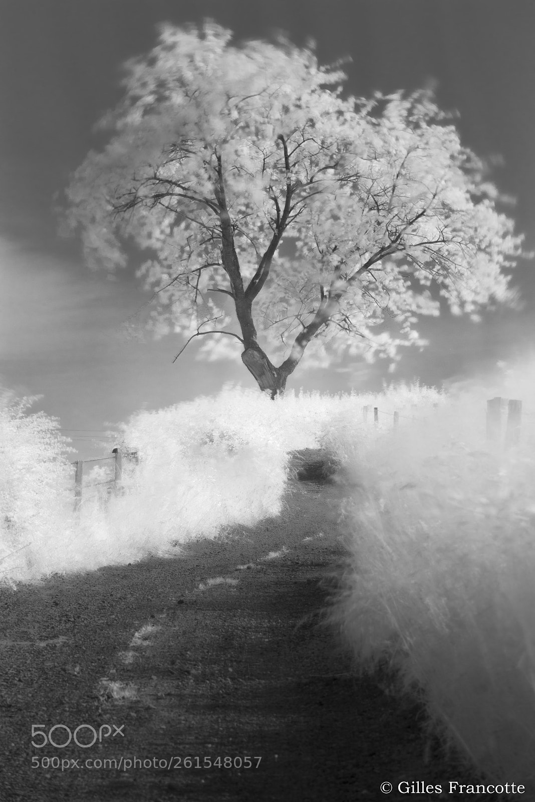 Nikon D800 sample photo. White tree photography