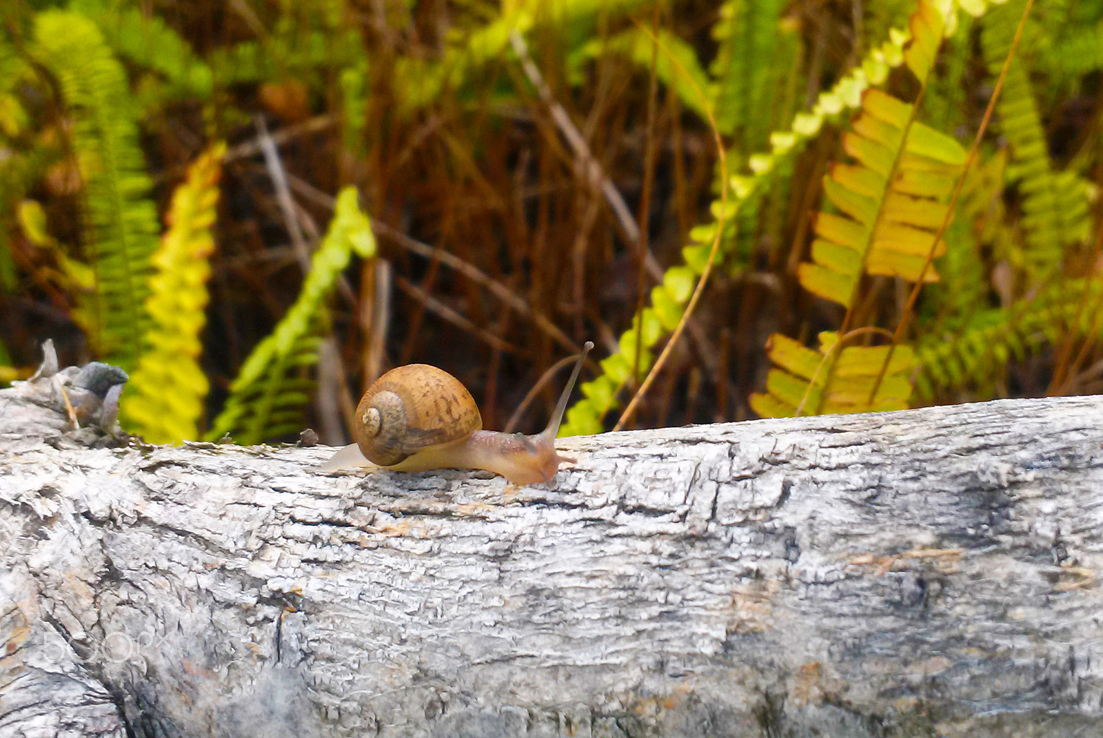 LG Optimus G sample photo. Snail ascending photography