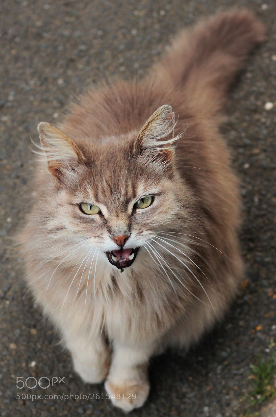 Canon EOS 550D (EOS Rebel T2i / EOS Kiss X4) sample photo. Angry cat photography