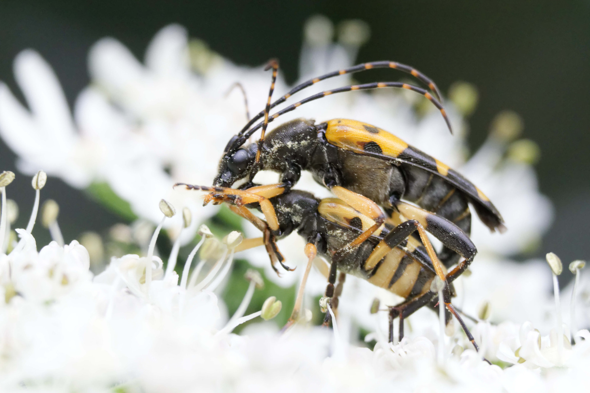 Nikon D3300 sample photo. Accouplement d'insecte photography