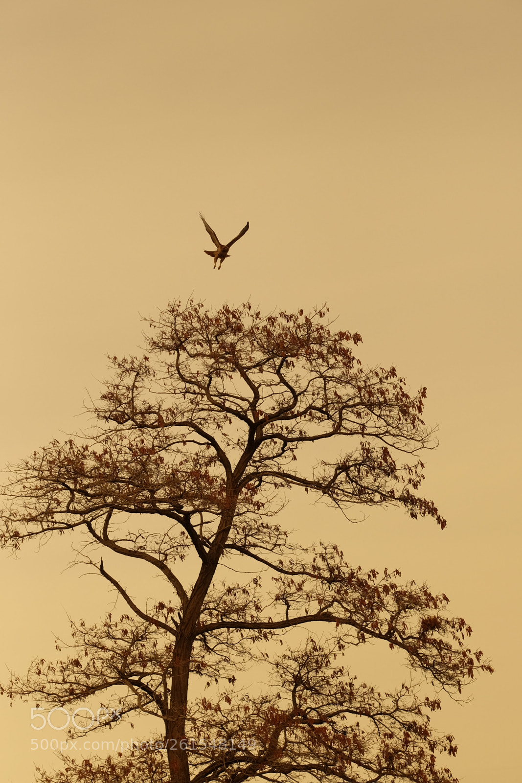 Fujifilm X-T1 sample photo. Somber eagle photography