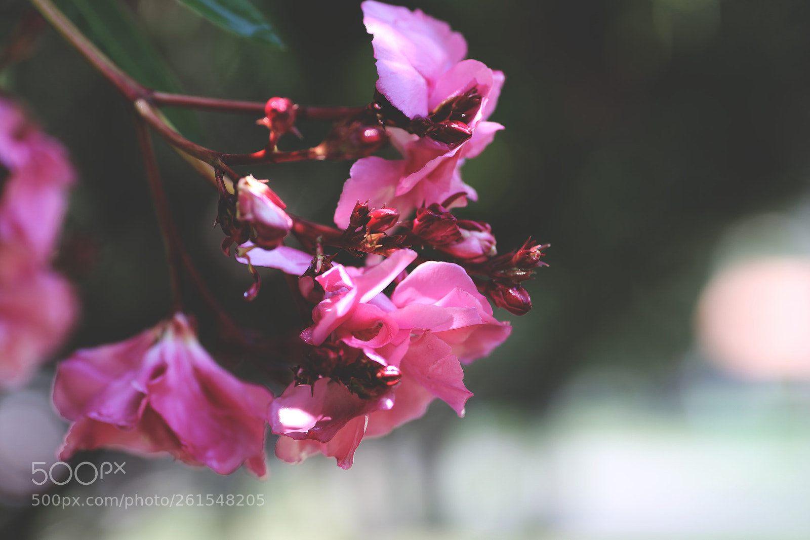 Canon EOS 6D sample photo. Flowers meto photography