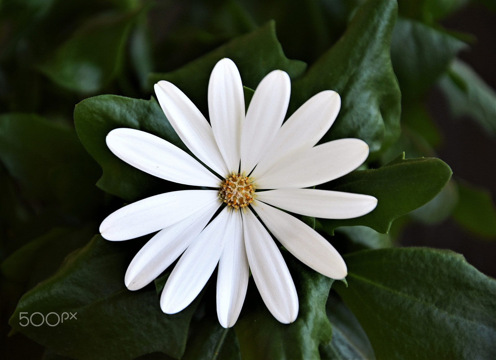 Nikon D3400 sample photo. Kwiat stokrotki photography