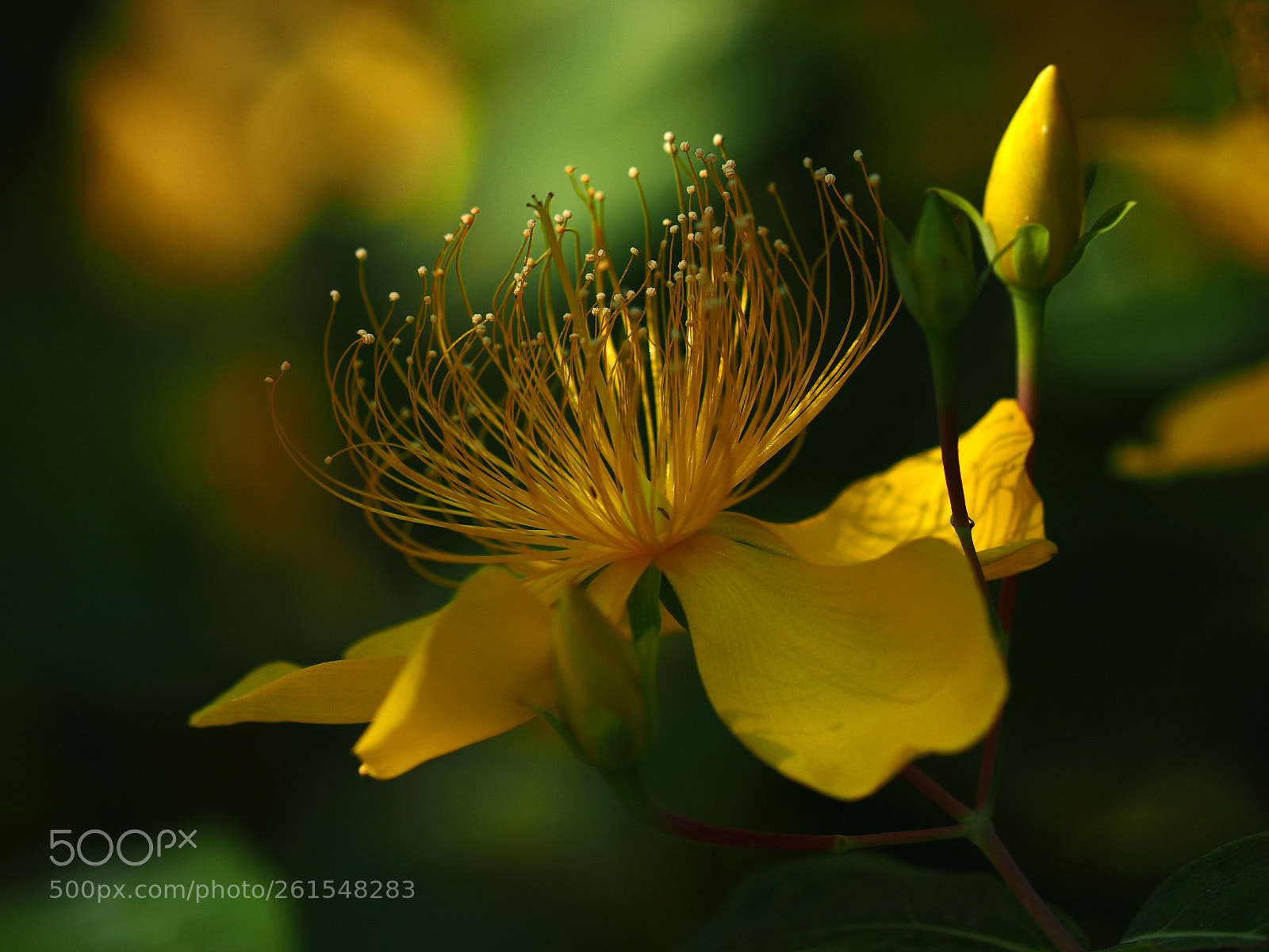 Olympus OM-D E-M1 sample photo. Hypericum chinense photography