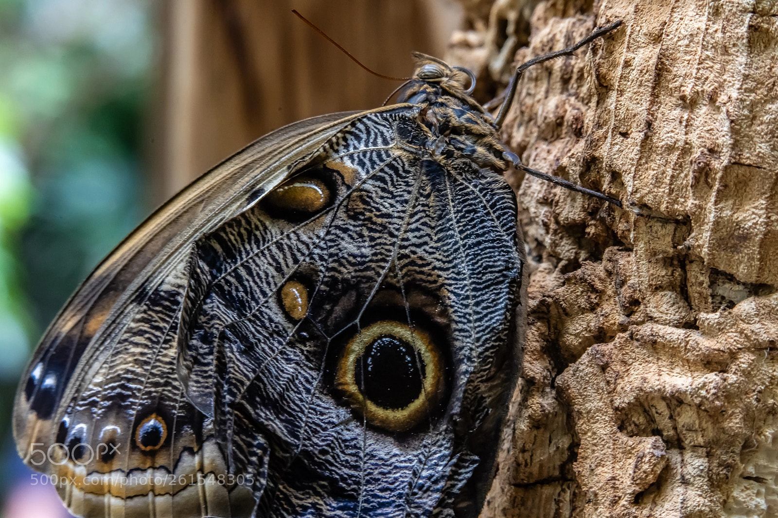 Sony a7 III sample photo. Fresh from the cocoon photography