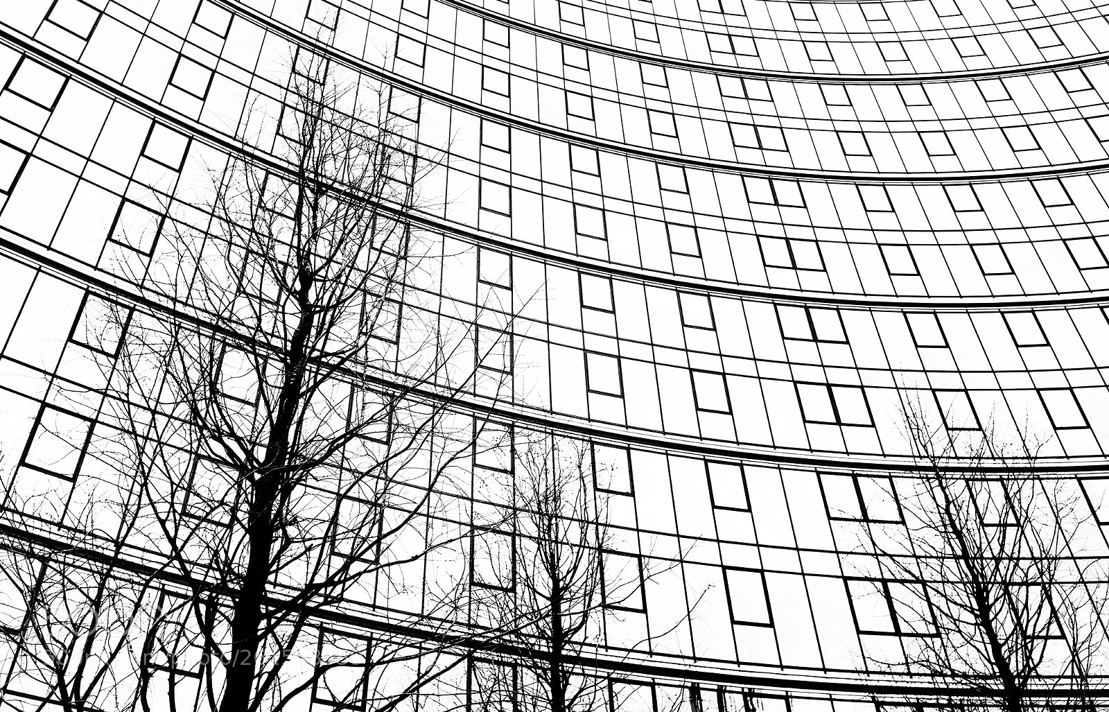 Fujifilm X100S sample photo. Tree photography