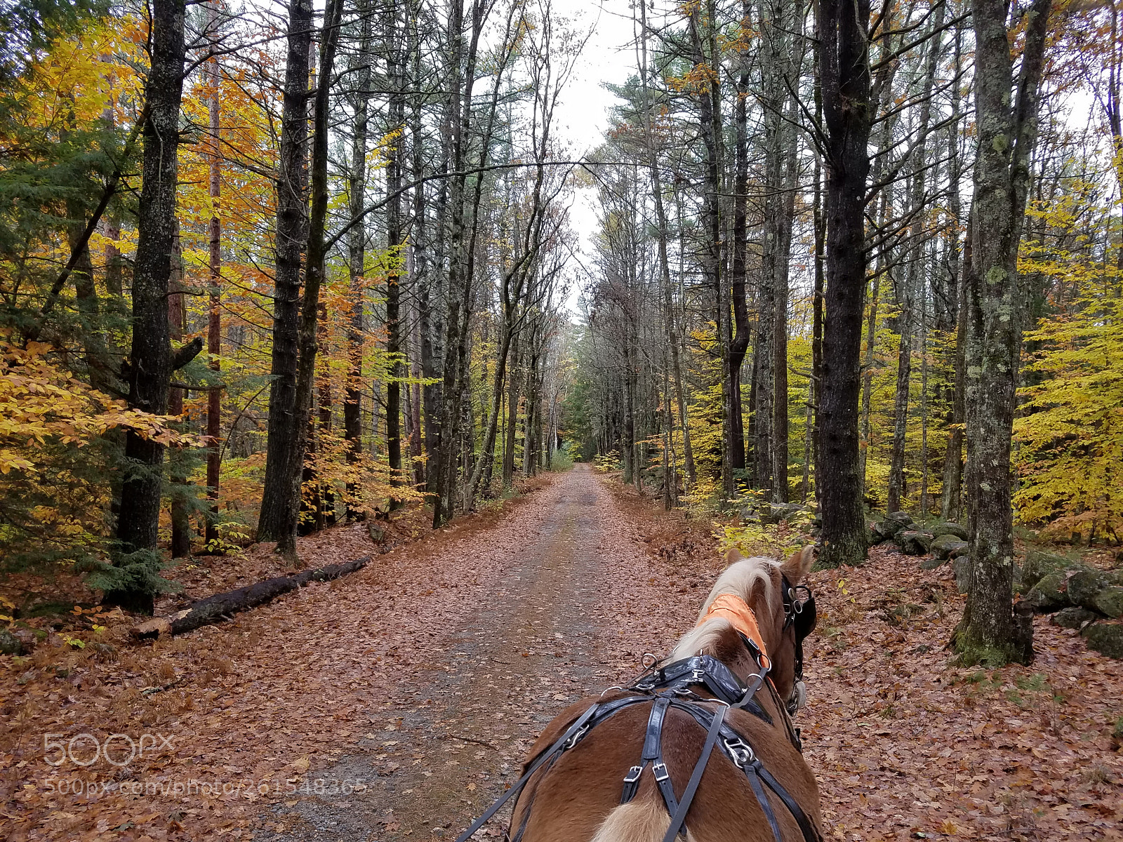Samsung Galaxy S7 Edge sample photo. Annabelle - fall ride photography