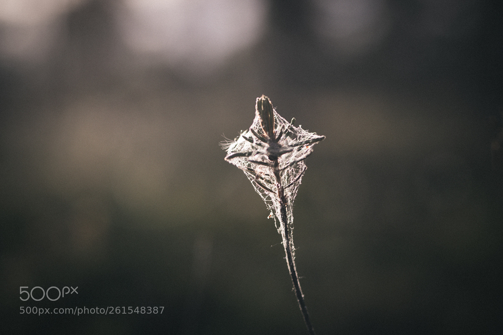 Canon EOS 5D Mark IV sample photo. Some kind of cross photography