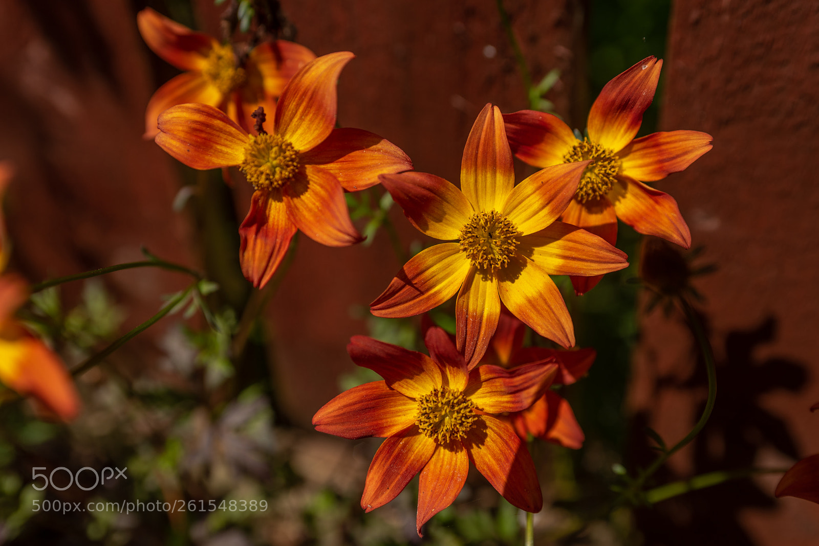 Nikon D750 sample photo. Flowers photography