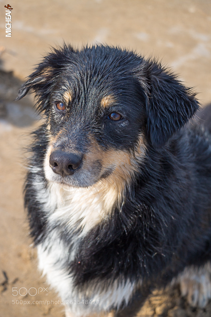 Canon EOS 100D (EOS Rebel SL1 / EOS Kiss X7) sample photo. Un chien fort bien photography