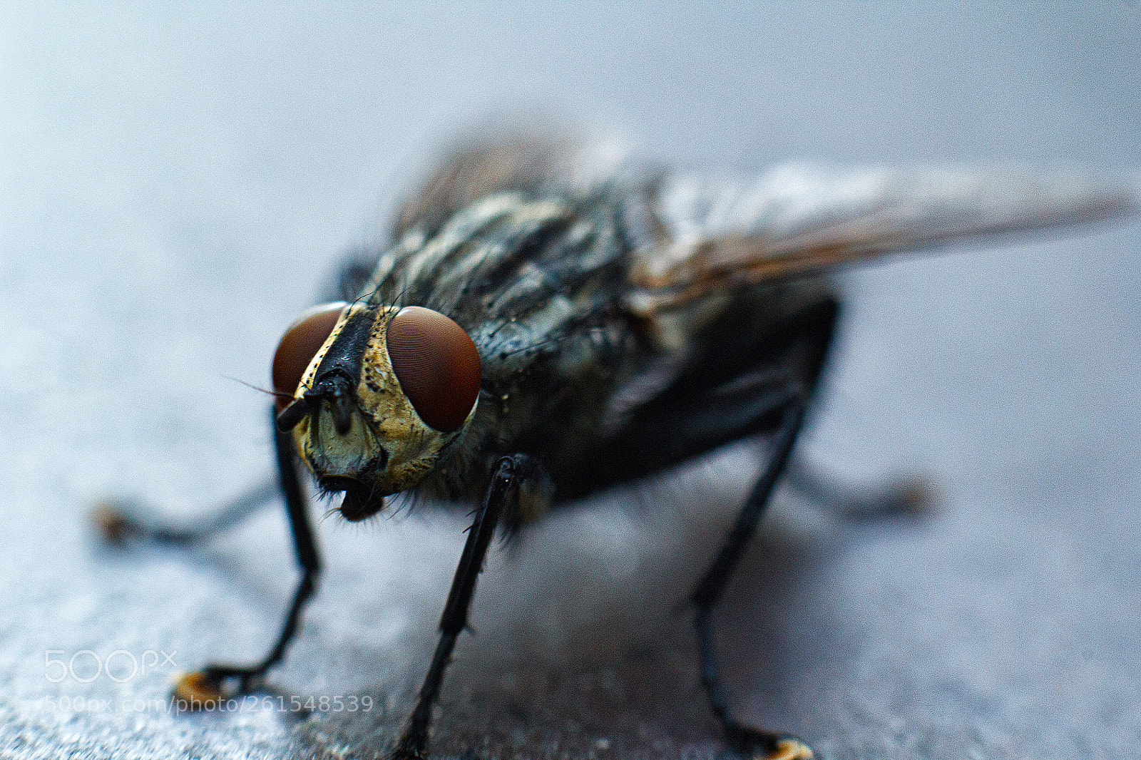 Canon EOS 60D sample photo. Drake photography