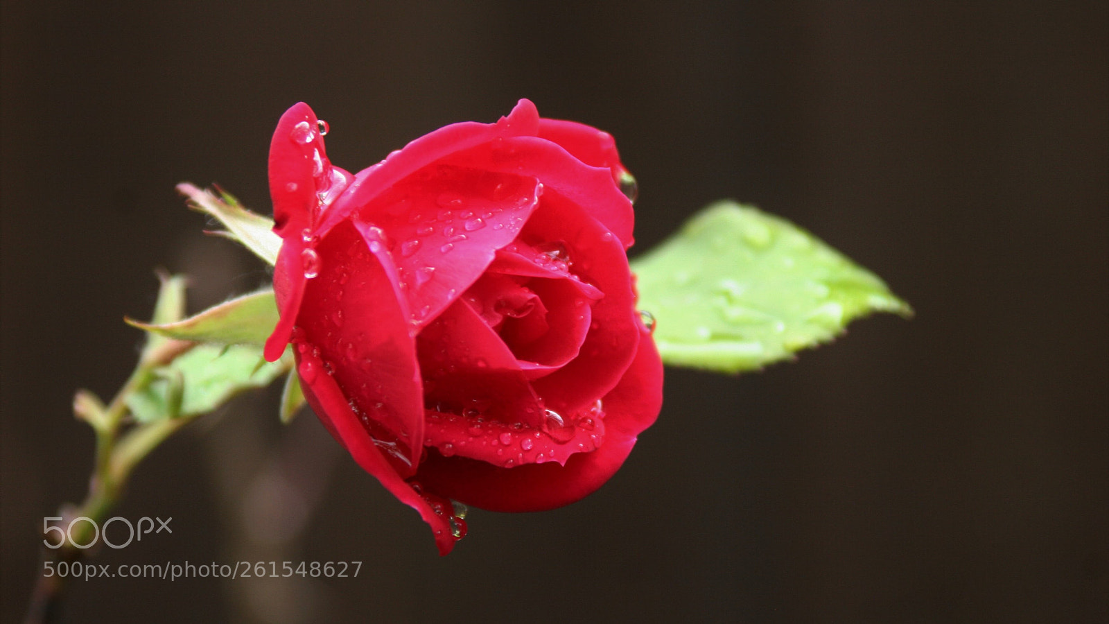 Canon EOS 20D sample photo. Rose photography