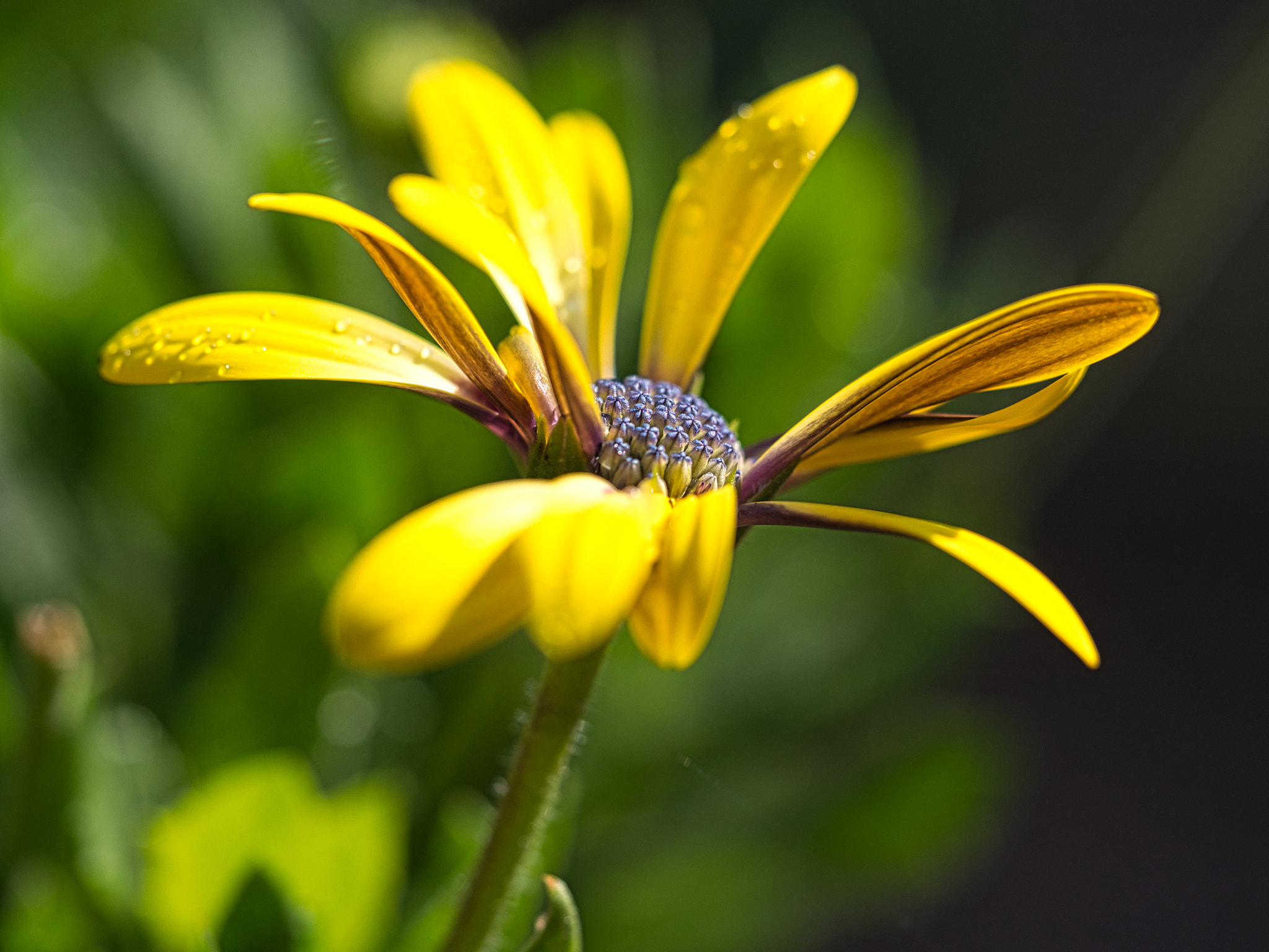 Olympus OM-D E-M5 sample photo. Blue eyed daisy photography