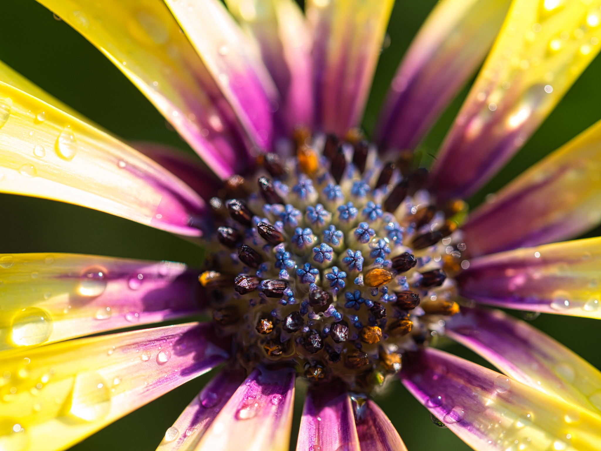 Olympus OM-D E-M5 sample photo. Blue eyed daisy close up photography