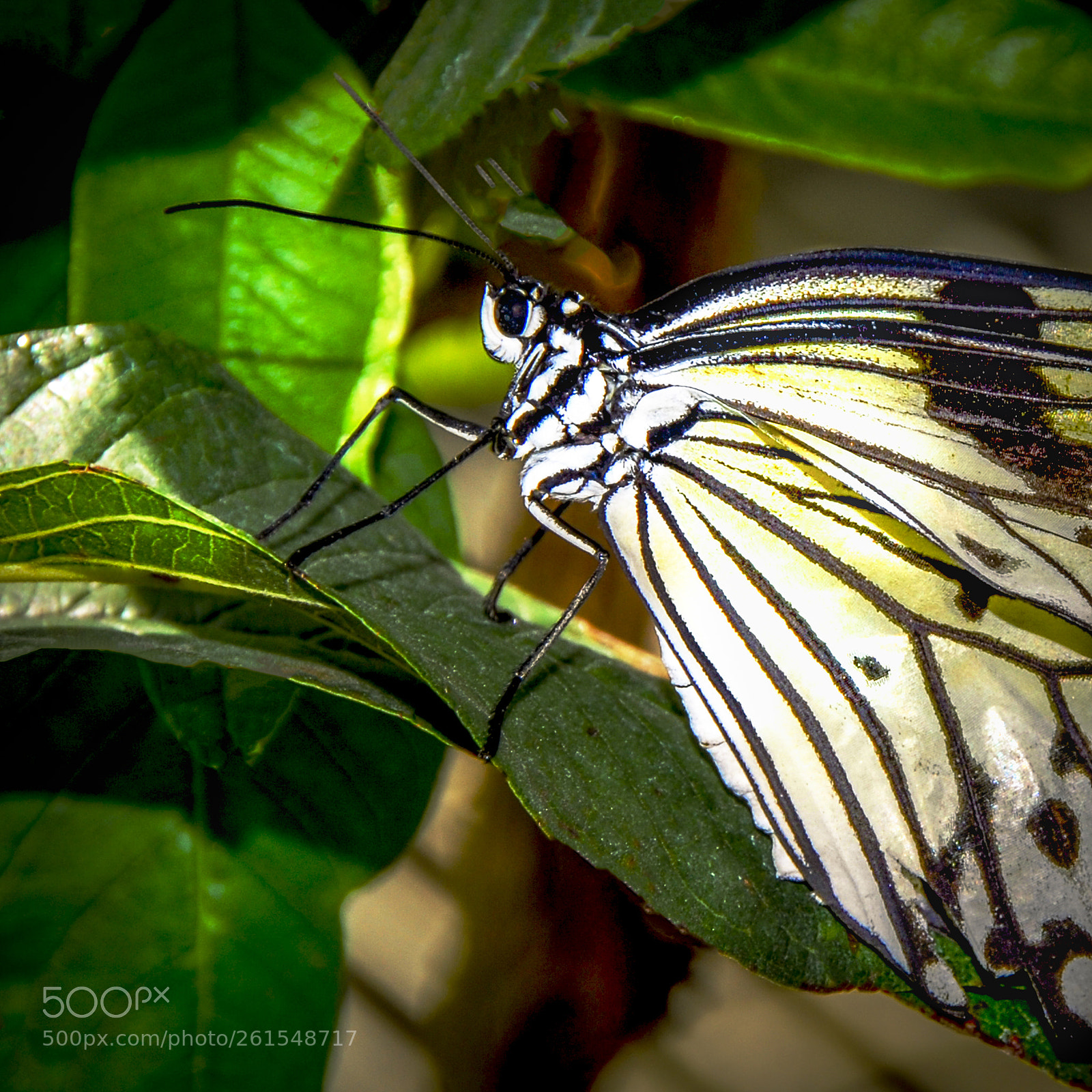 Nikon D200 sample photo. Smiling butterfly photography