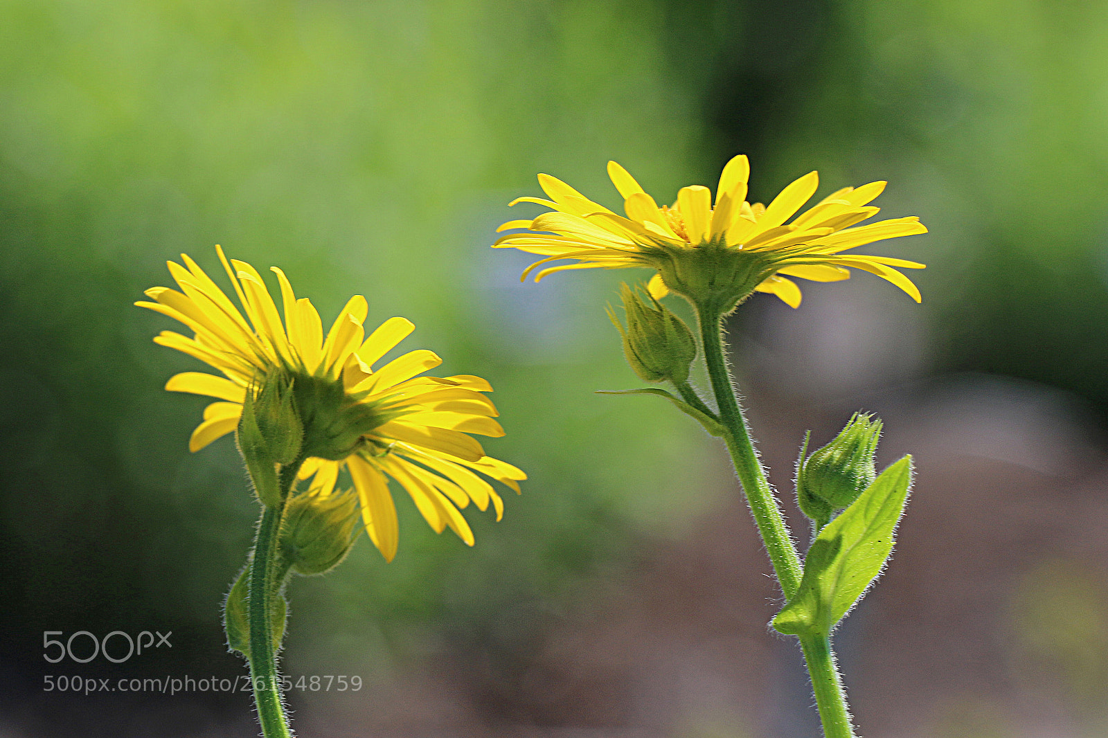Canon EOS 70D sample photo. Aiming at the sun photography