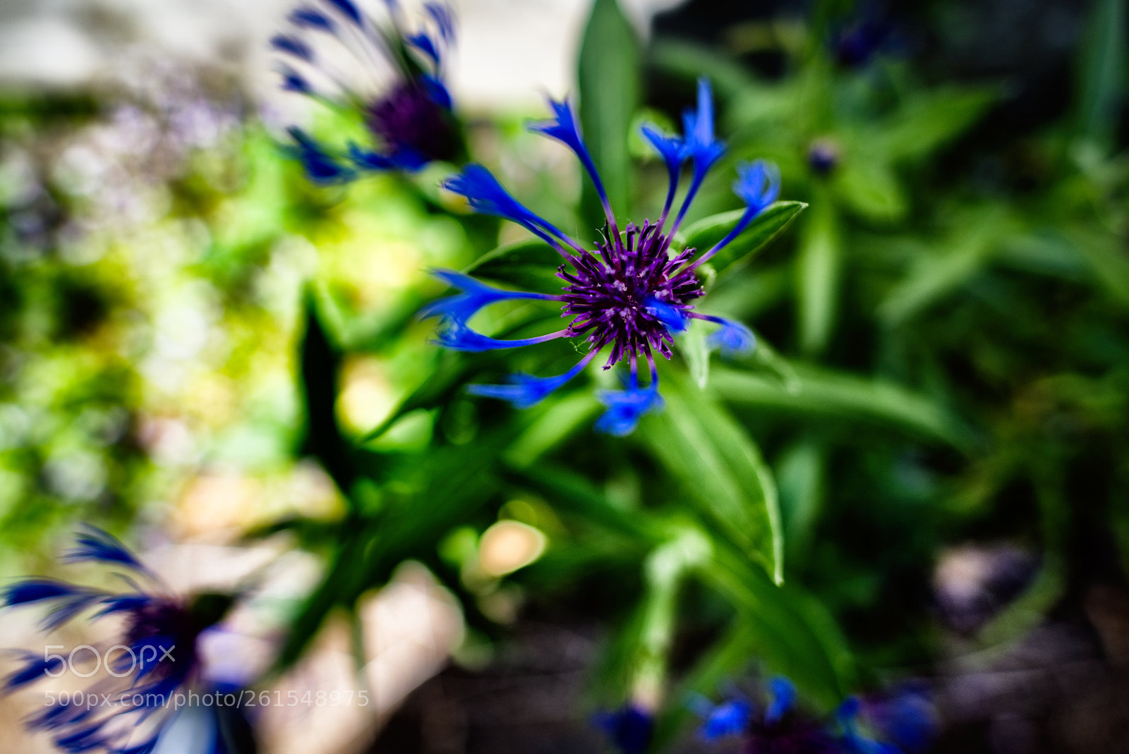 Nikon D810 sample photo. Untitled photography