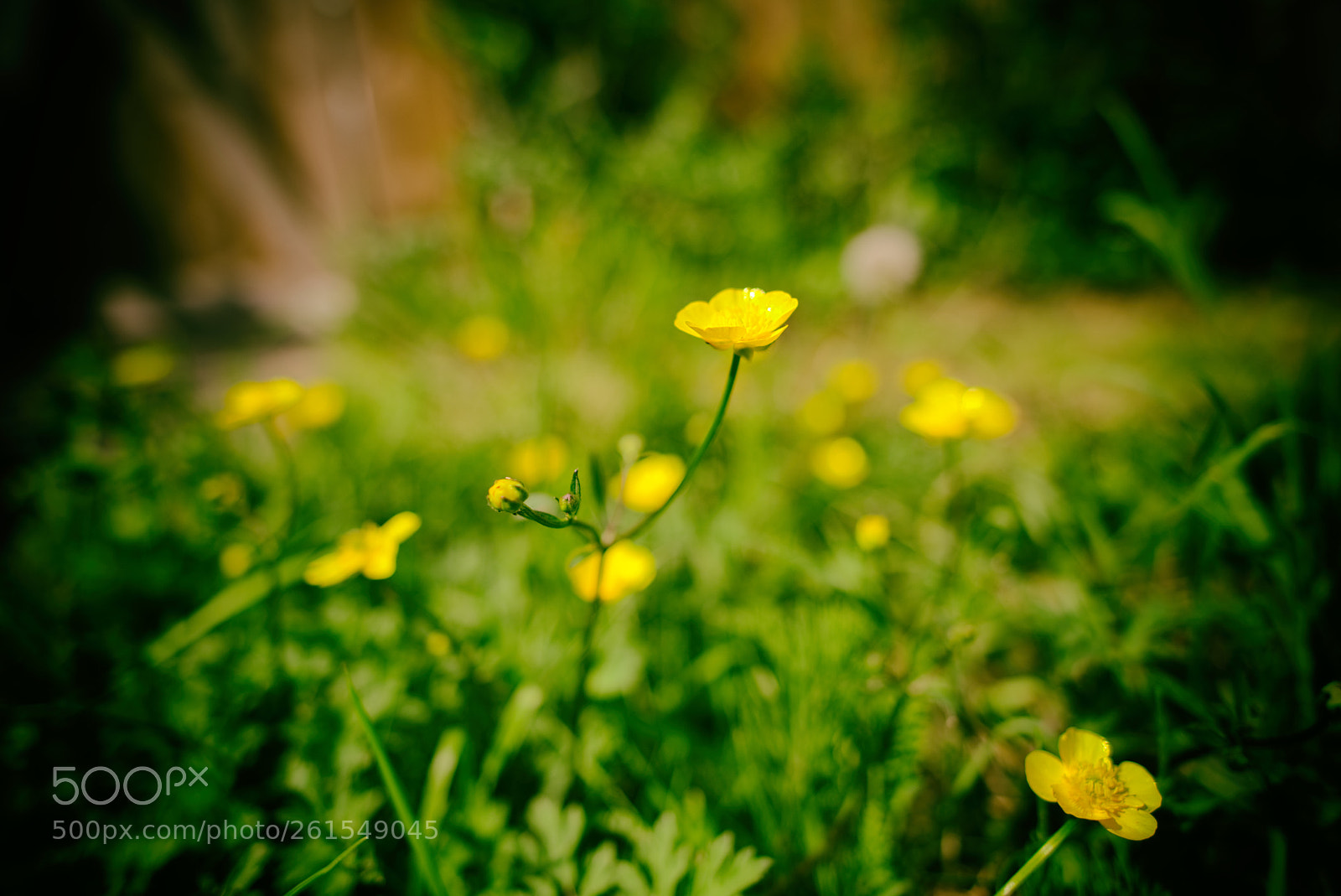 Nikon D810 sample photo. Buttercups photography