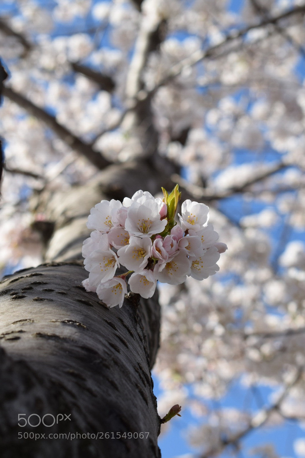 Nikon D5300 sample photo. Flowers in perspective  photography