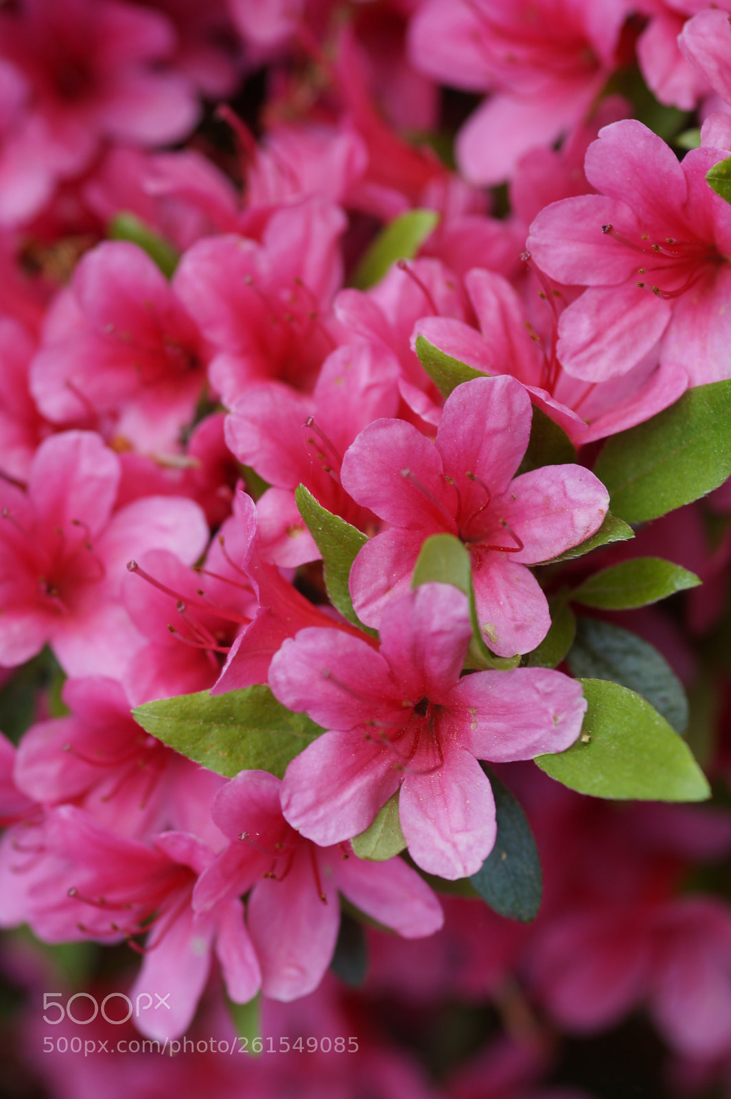 Sony SLT-A58 sample photo. Rosa rhododendron photography
