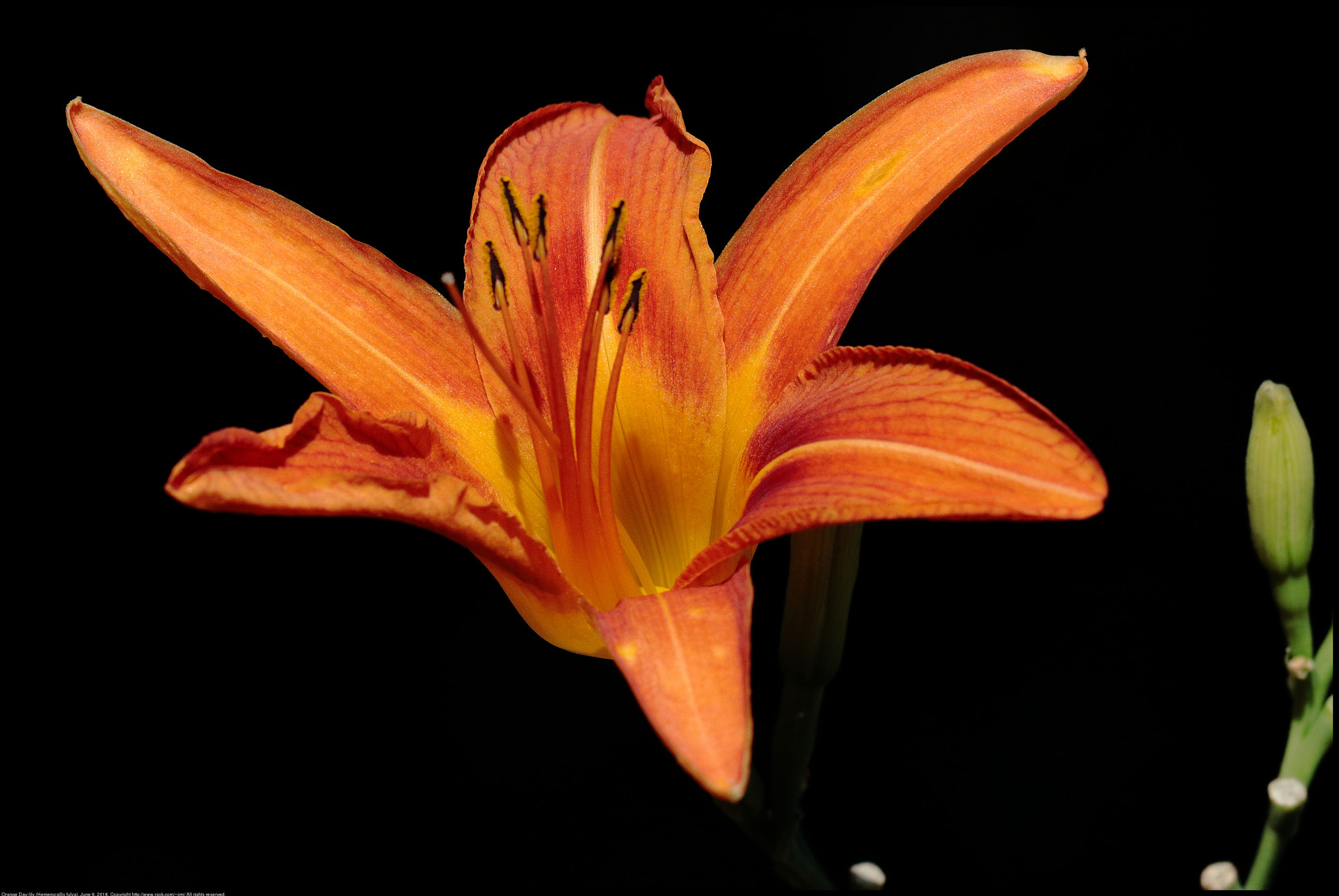 Canon EF 70-300 F4-5.6 IS II USM sample photo. Orange day-lily (hemerocallis fulva) photography