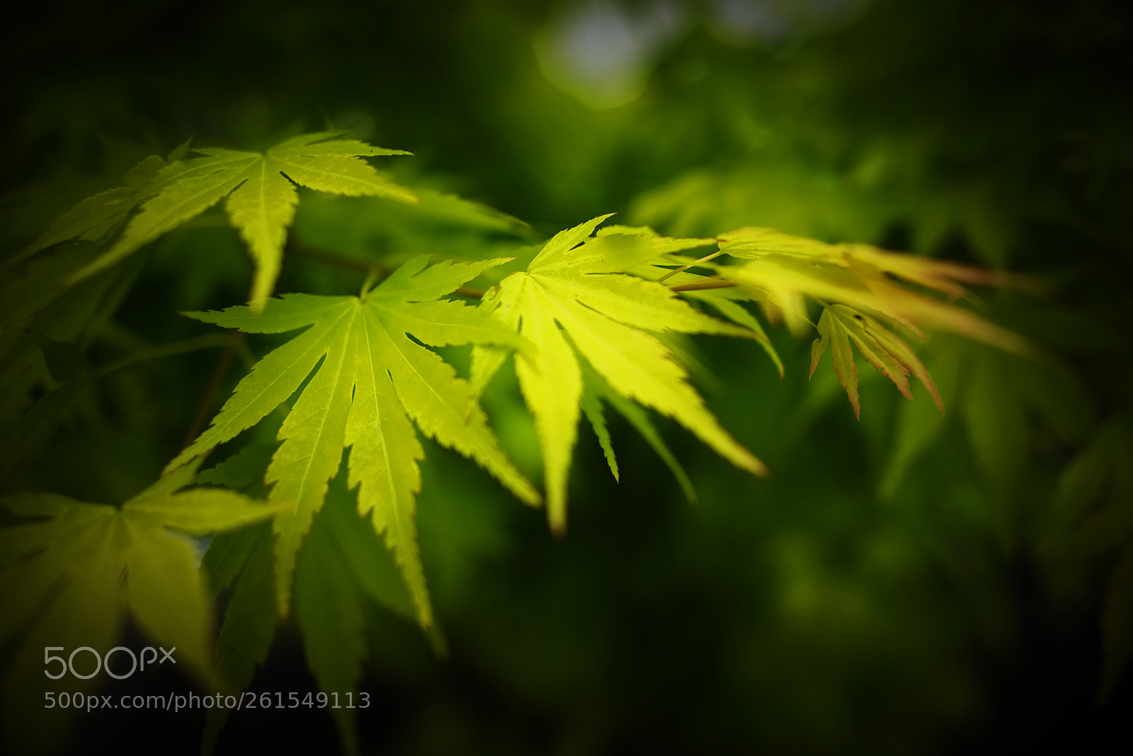 Nikon D810 sample photo. Maple leaves photography