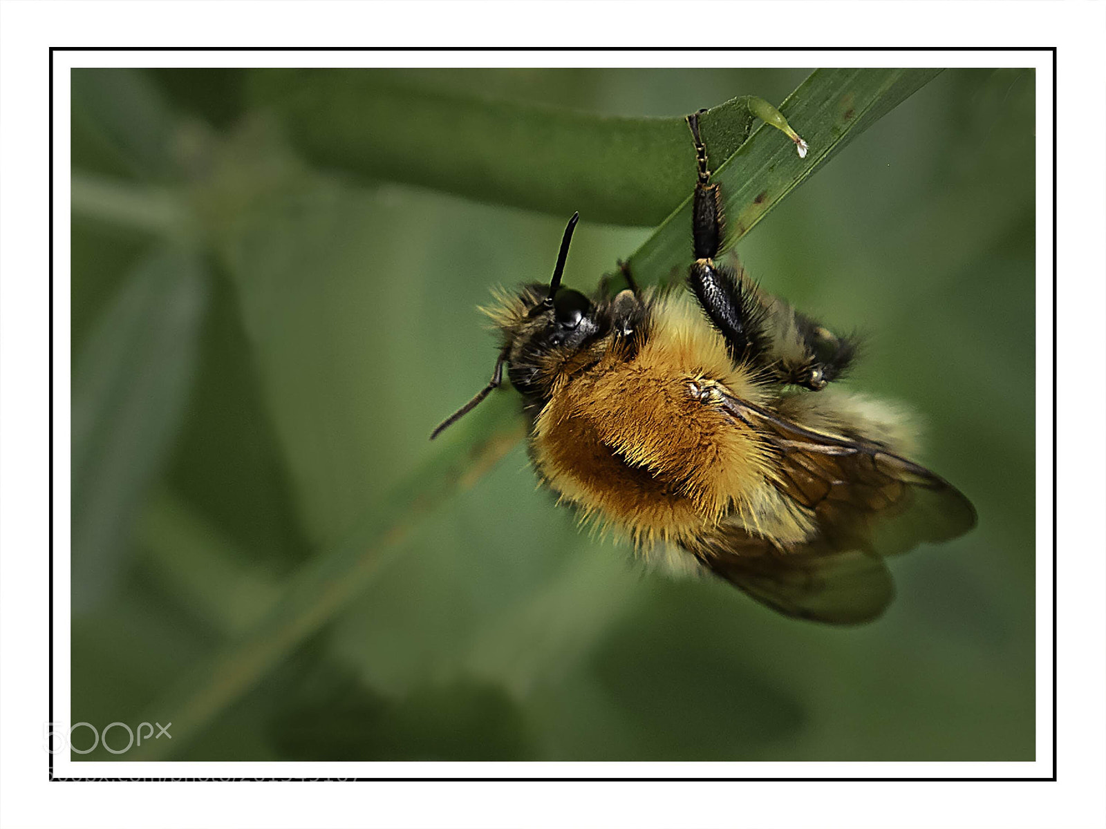 Olympus OM-D E-M5 II sample photo. Bumble bee photography