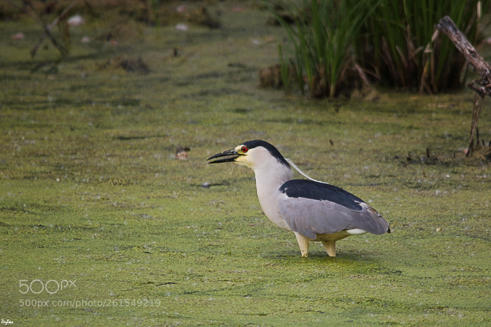 Canon EOS 550D (EOS Rebel T2i / EOS Kiss X4) sample photo. Black crowned night heron photography