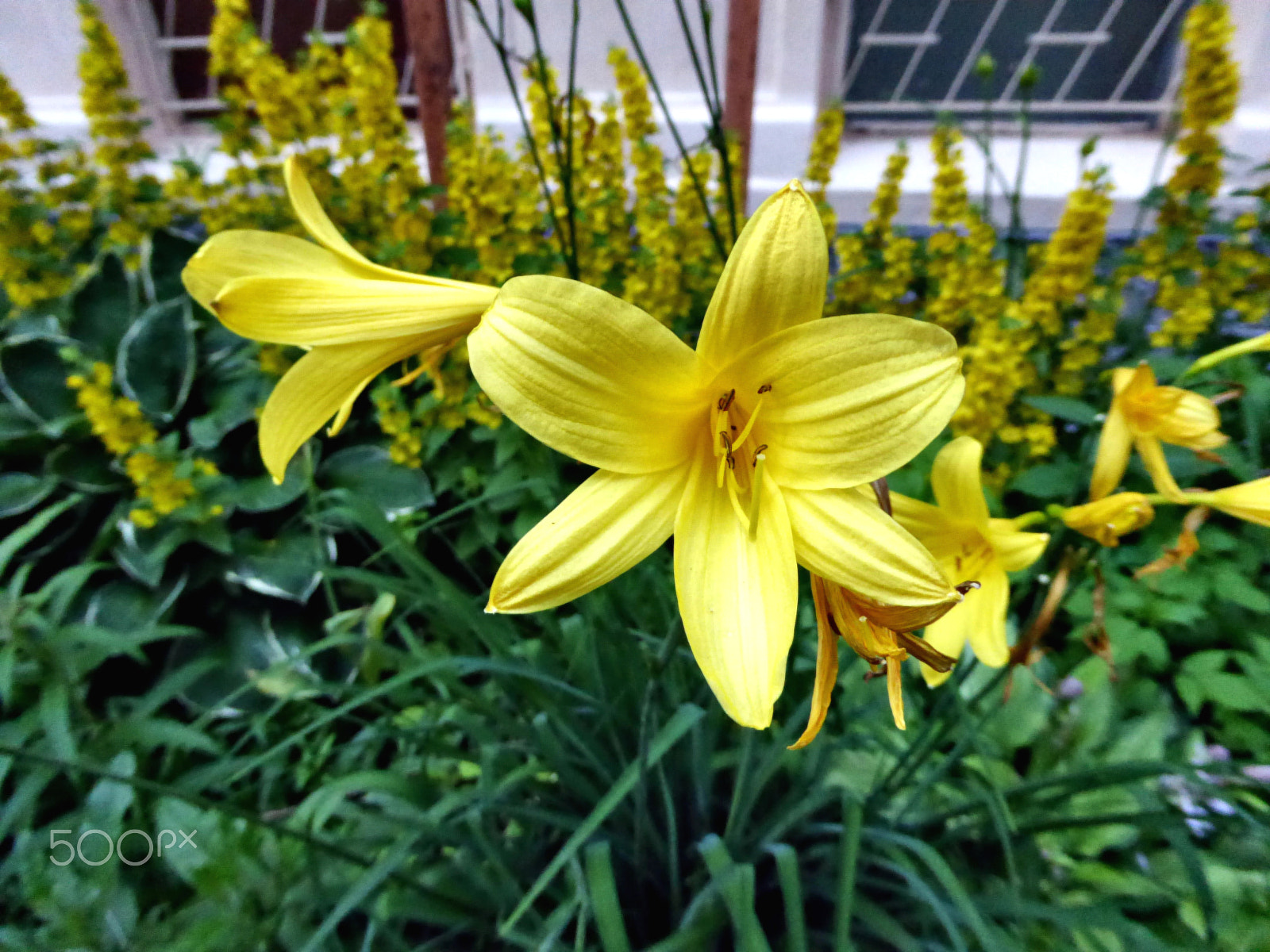 Panasonic Lumix DMC-ZS40 (Lumix DMC-TZ60) sample photo. Yellow lilies photography