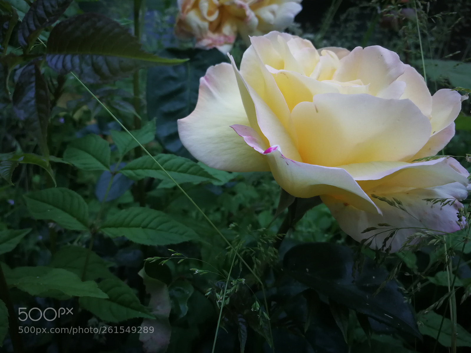 HUAWEI P10 sample photo. Untitled photography