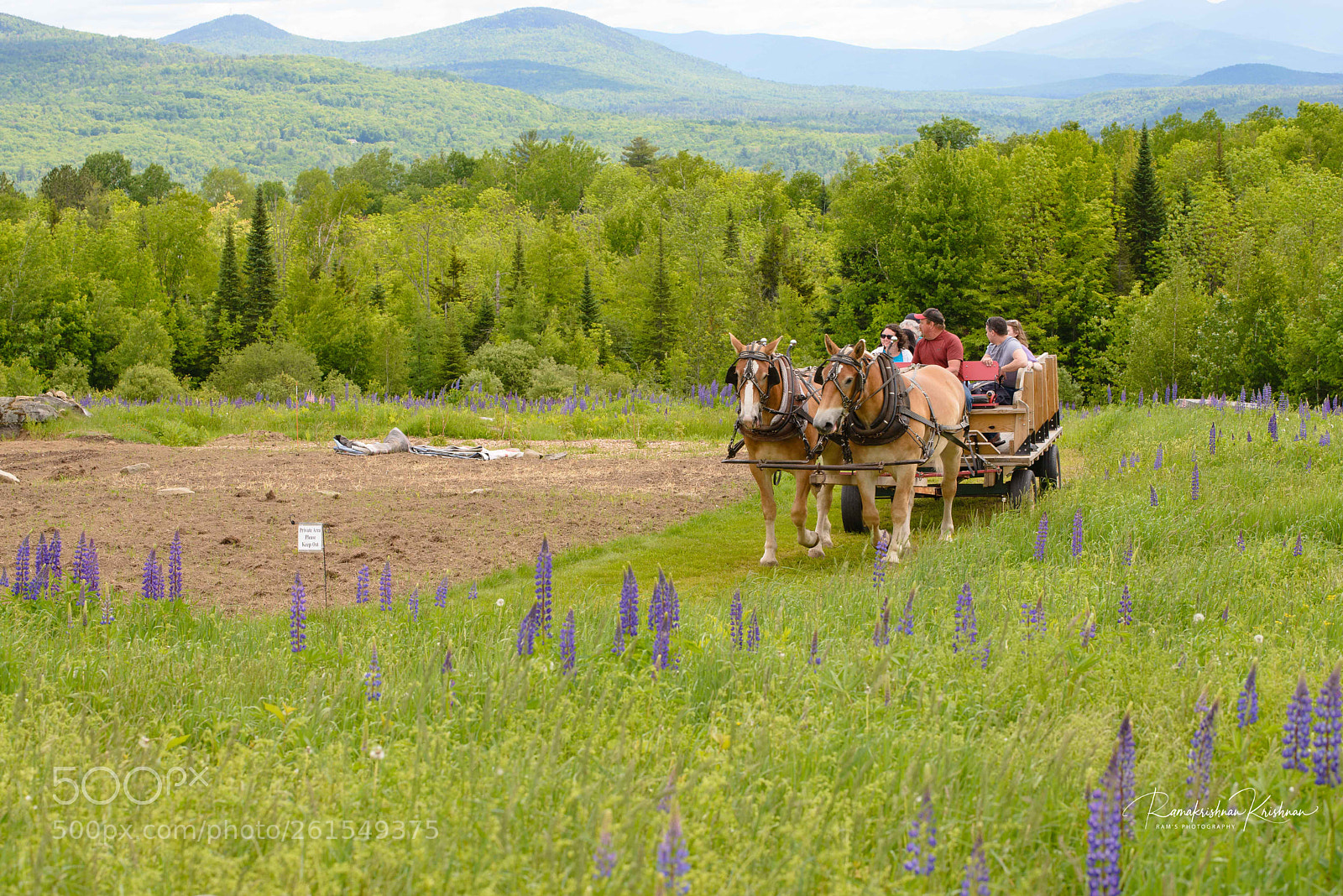 Nikon D610 sample photo. Horse coach @ the lupines photography