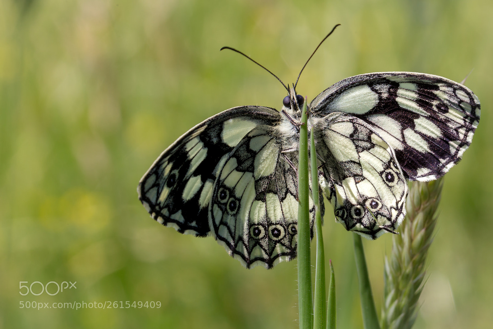 Canon EOS 6D sample photo. Mariposa photography