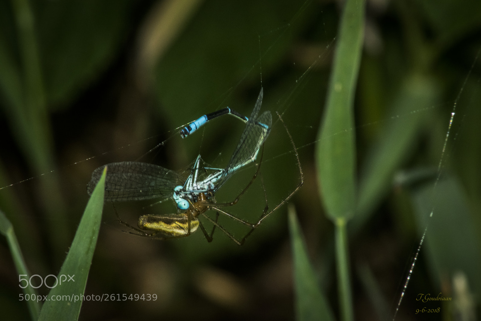 Nikon D5300 sample photo. Dragonfly spider photography