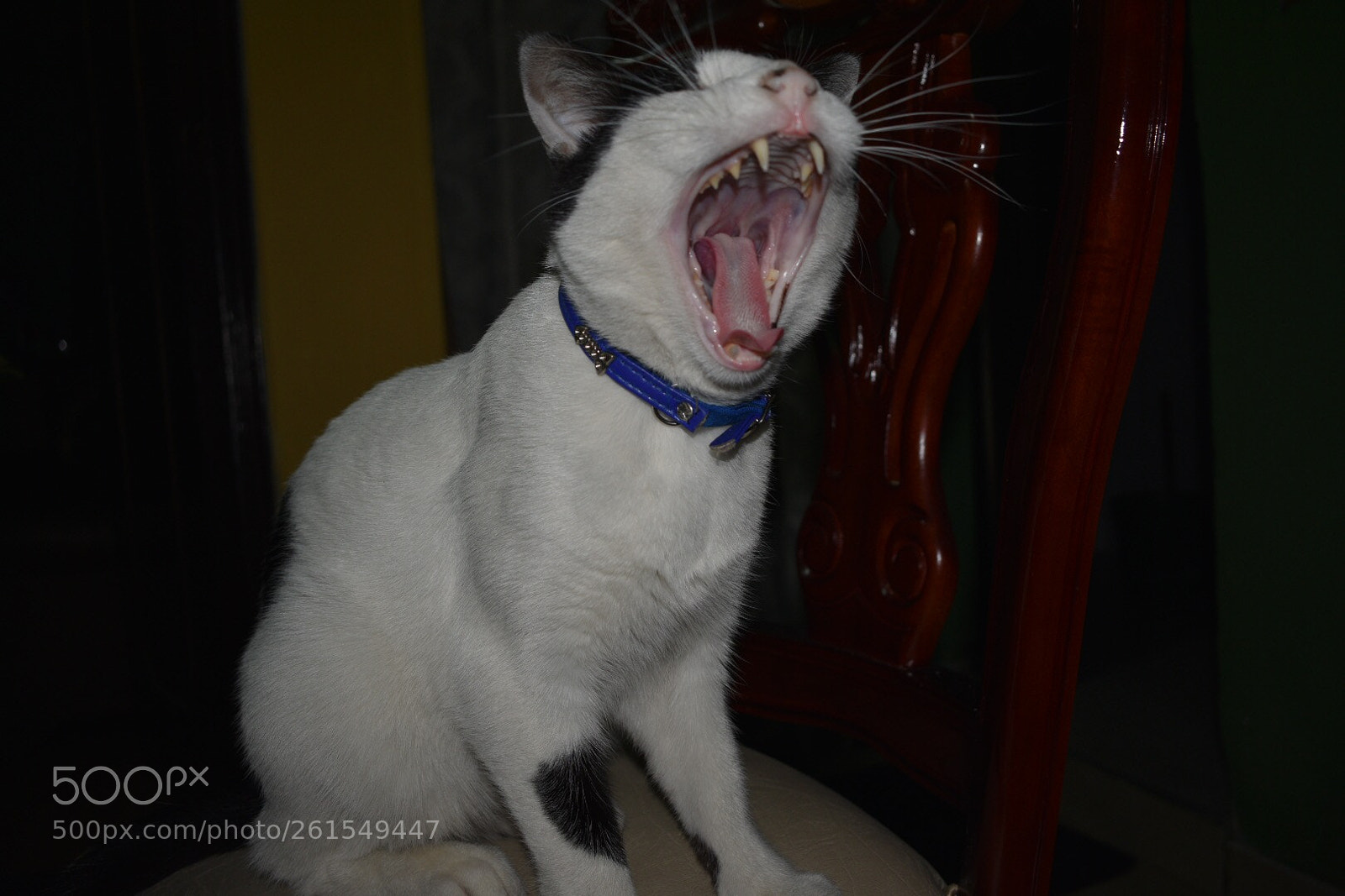 Nikon D3400 sample photo. Hambre de gato photography