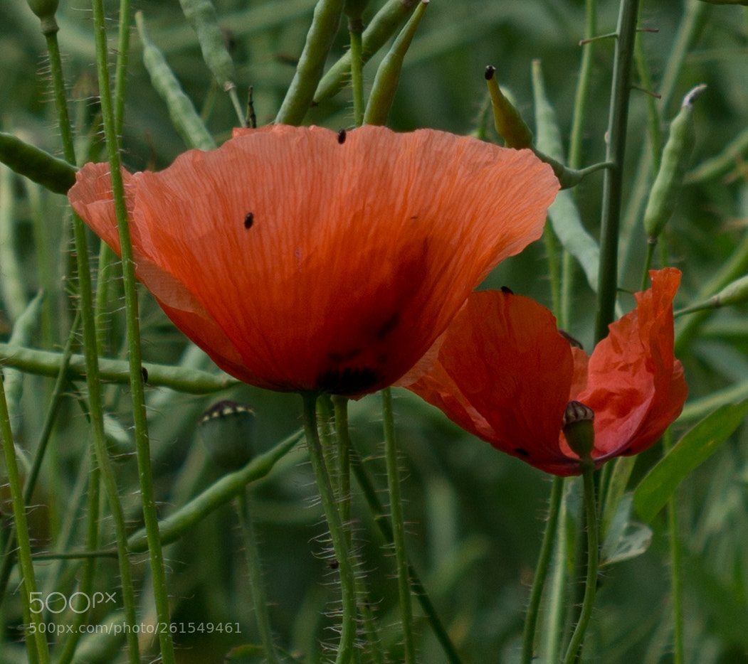 Sony a6000 sample photo. 5 km zu fu photography